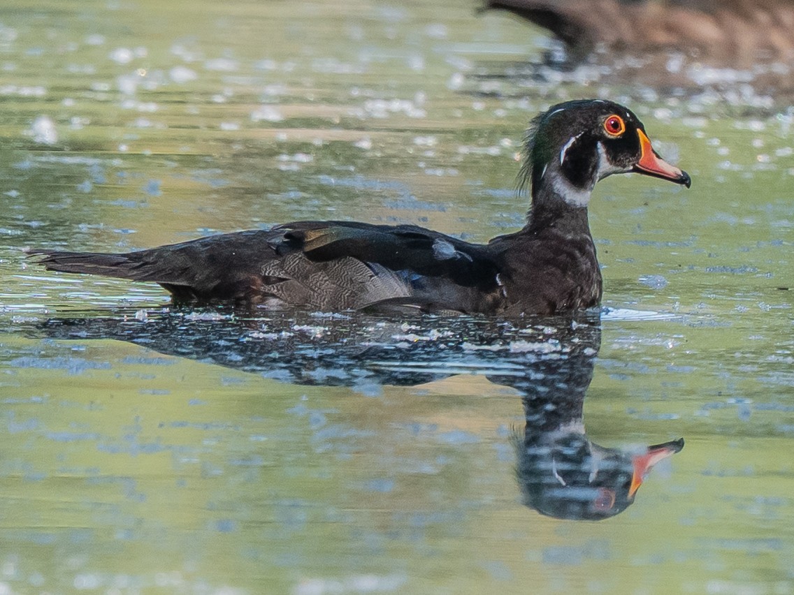 Wood Duck - ML638728964