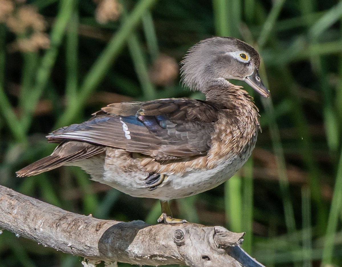 Wood Duck - ML638728965