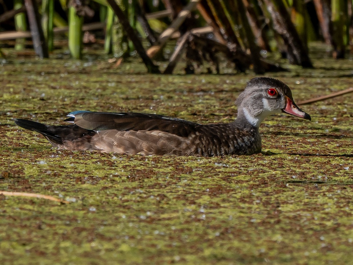 Wood Duck - ML638728966