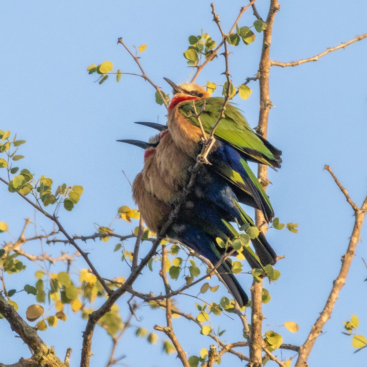 White-fronted Bee-eater - ML638728967
