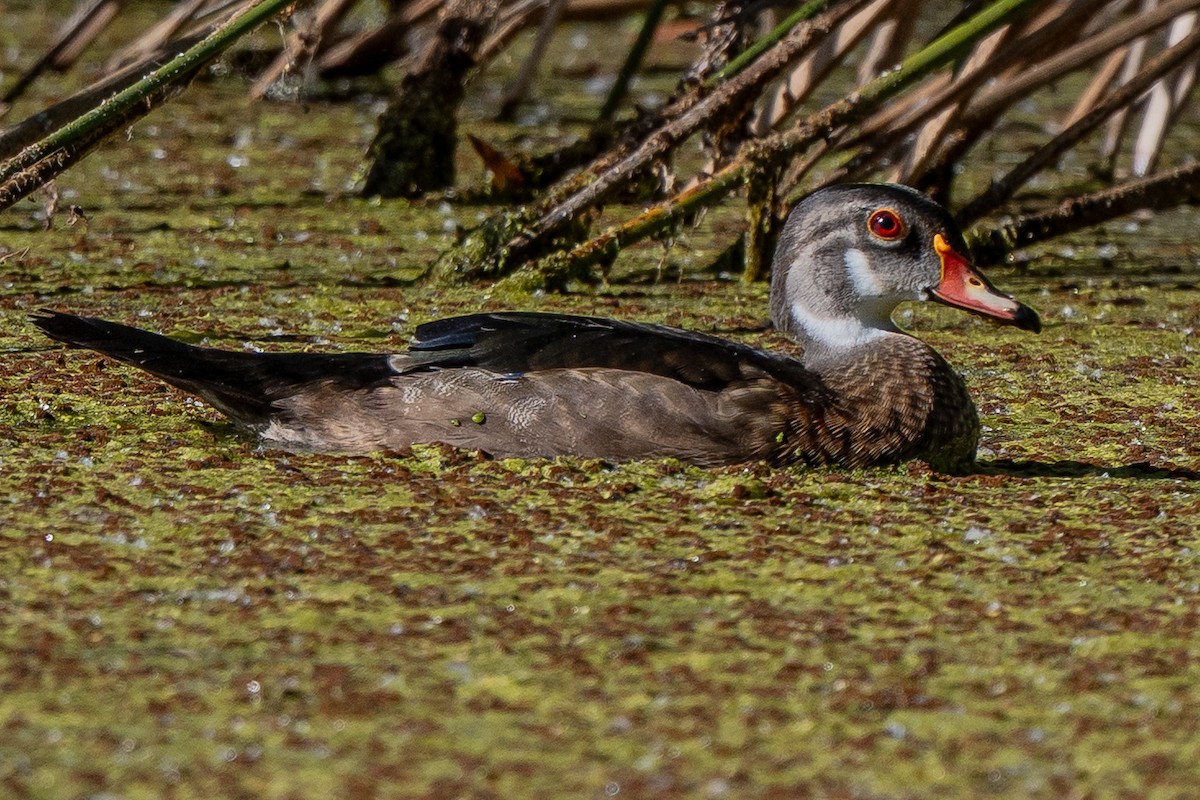 Wood Duck - ML638728968