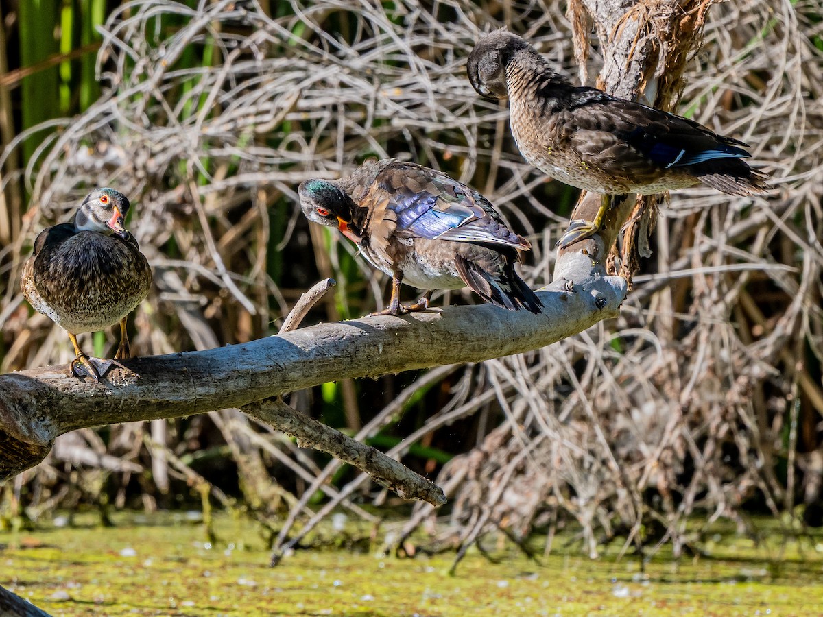 Wood Duck - ML638728970