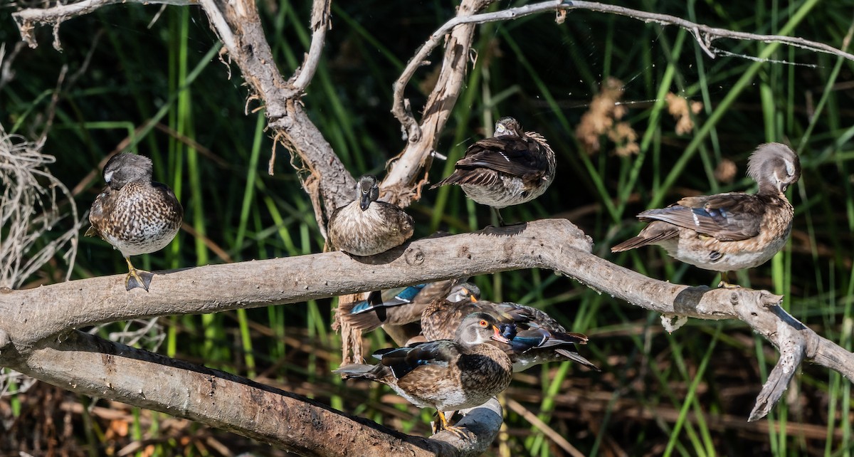 Wood Duck - ML638728971
