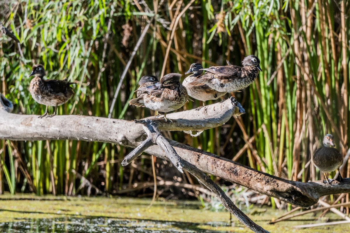 Wood Duck - ML638728972