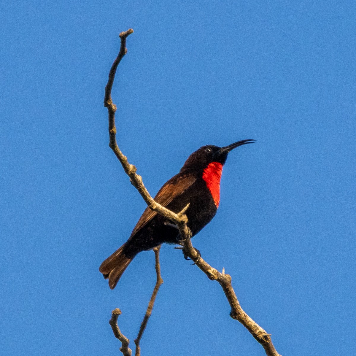 Scarlet-chested Sunbird - ML638728973