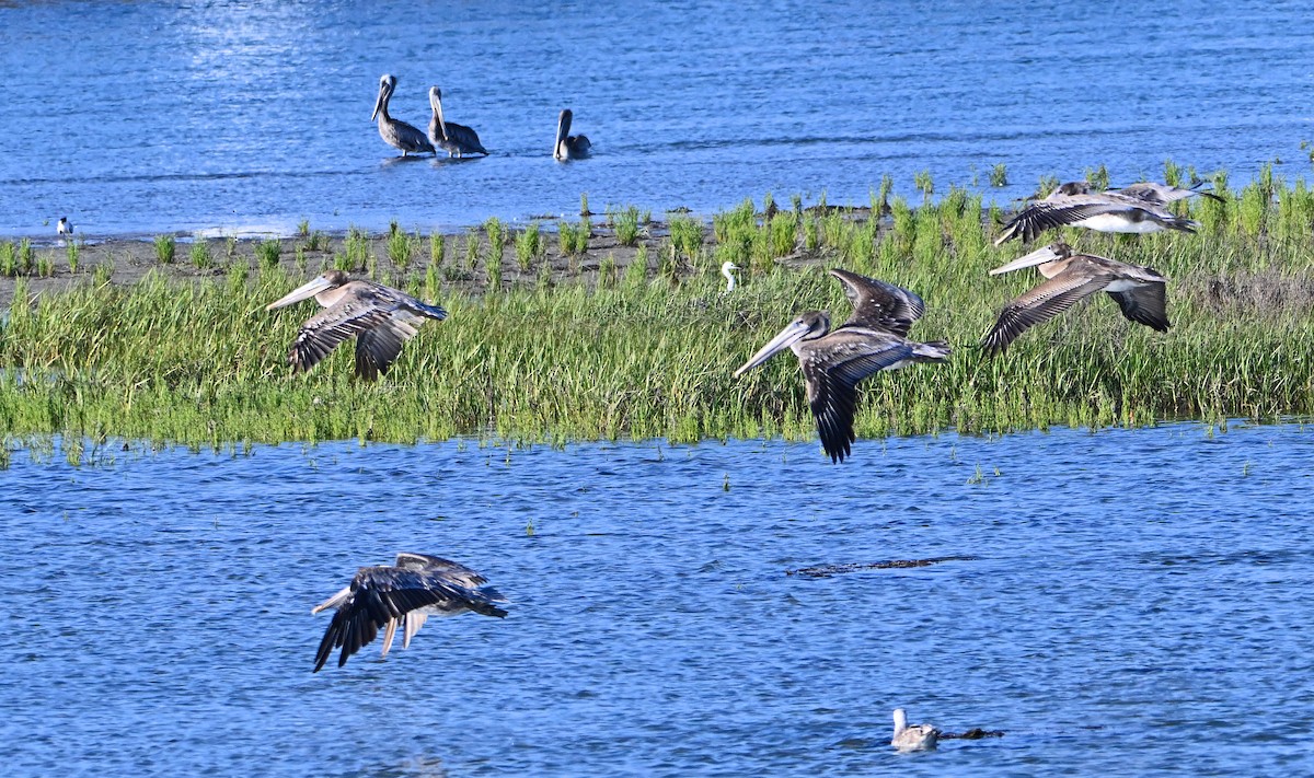 Brown Pelican - ML638728976