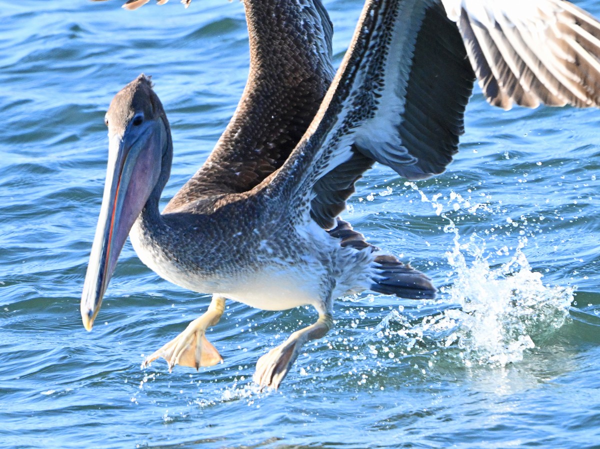 Brown Pelican - ML638728979
