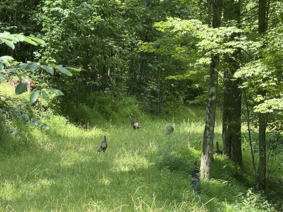Wild Turkey - ML638728980