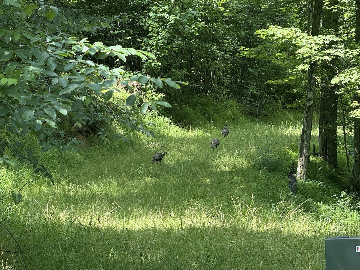 Wild Turkey - ML638728981