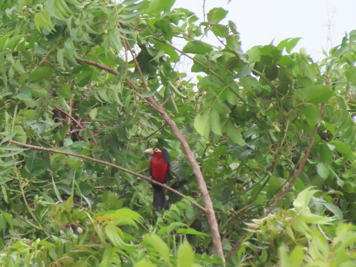 Double-toothed Barbet - ML638728982
