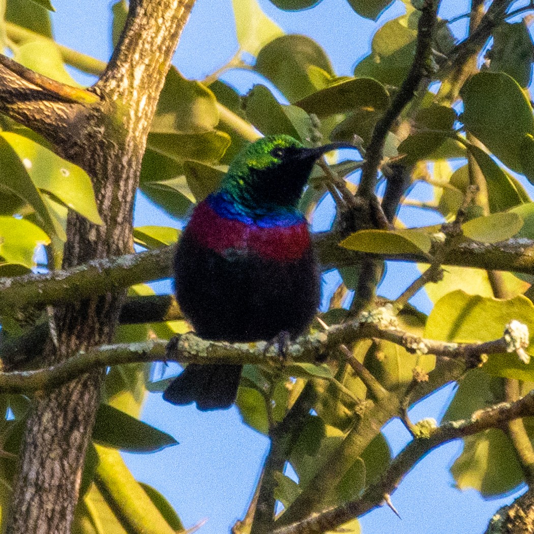 Purple-banded Sunbird - ML638728986