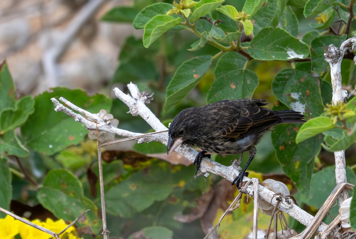 Genovesa Cactus-Finch - ML638728988