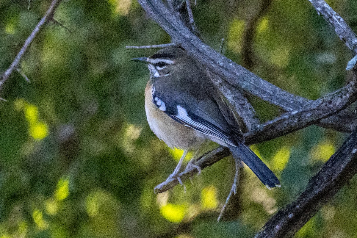 Bearded Scrub-Robin - ML638728989