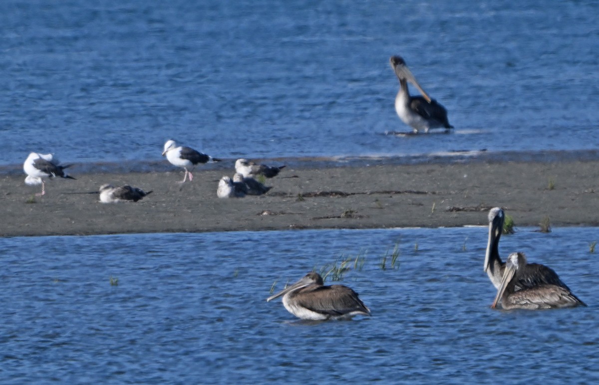 Western Gull - ML638728991