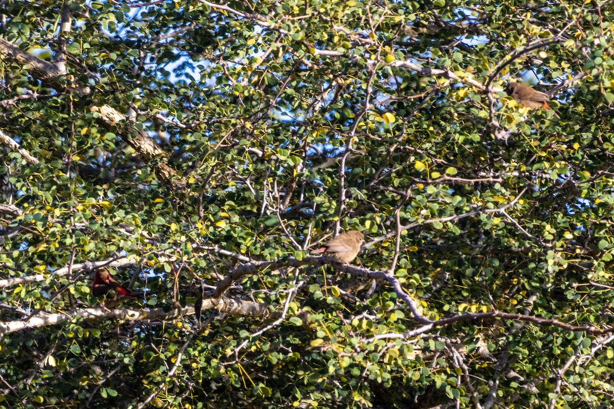 Red-billed Firefinch - ML638728996