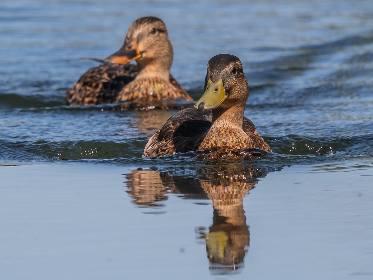 Mallard - ML638728997