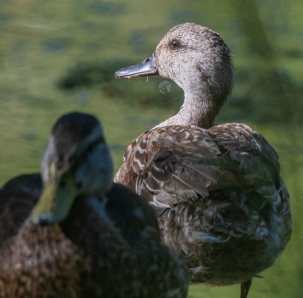 Mallard - ML638728998