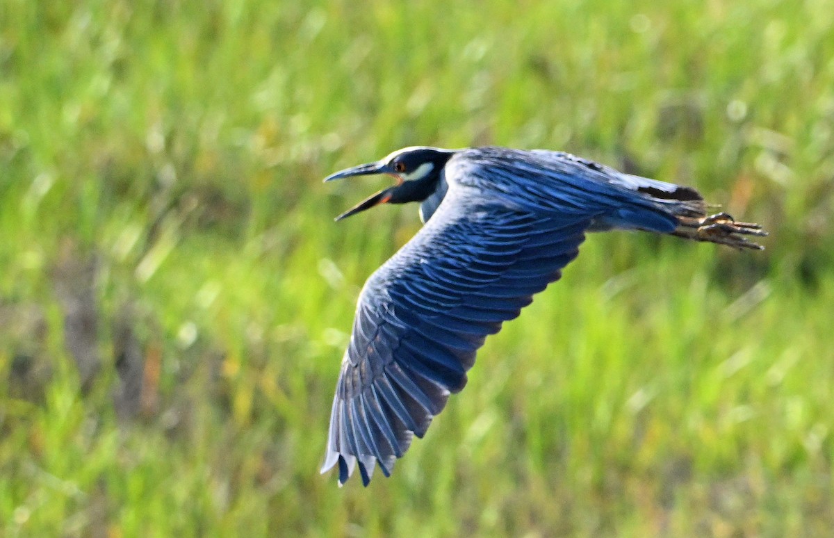 Yellow-crowned Night Heron - ML638729009