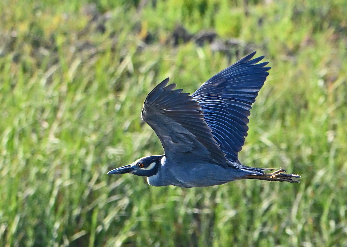 Yellow-crowned Night Heron - ML638729011