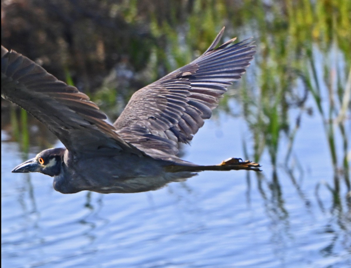 Yellow-crowned Night Heron - ML638729012