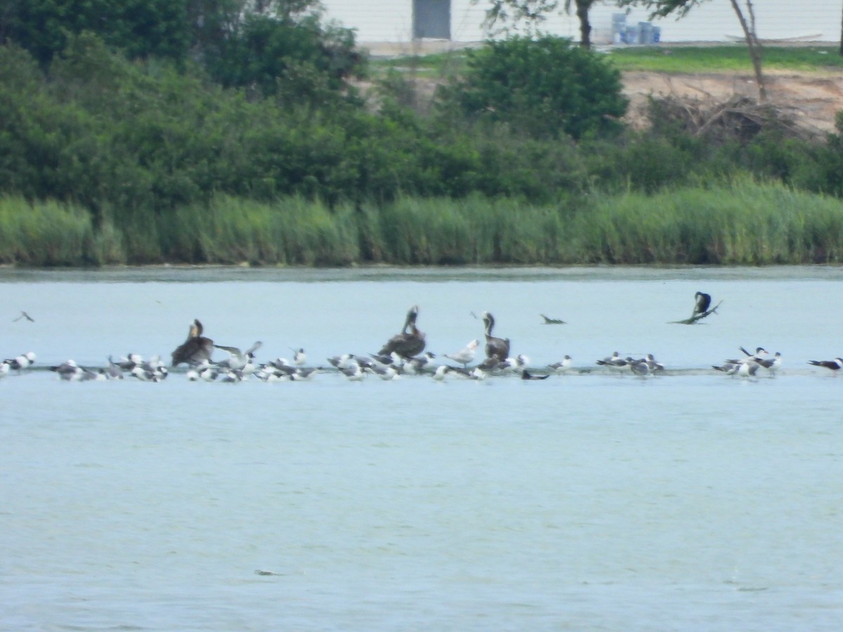 Brown Pelican (Atlantic) - ML638729017