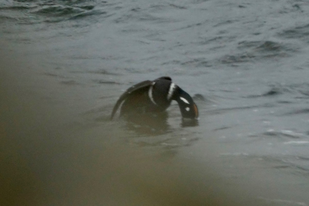 Harlequin Duck - ML638729031