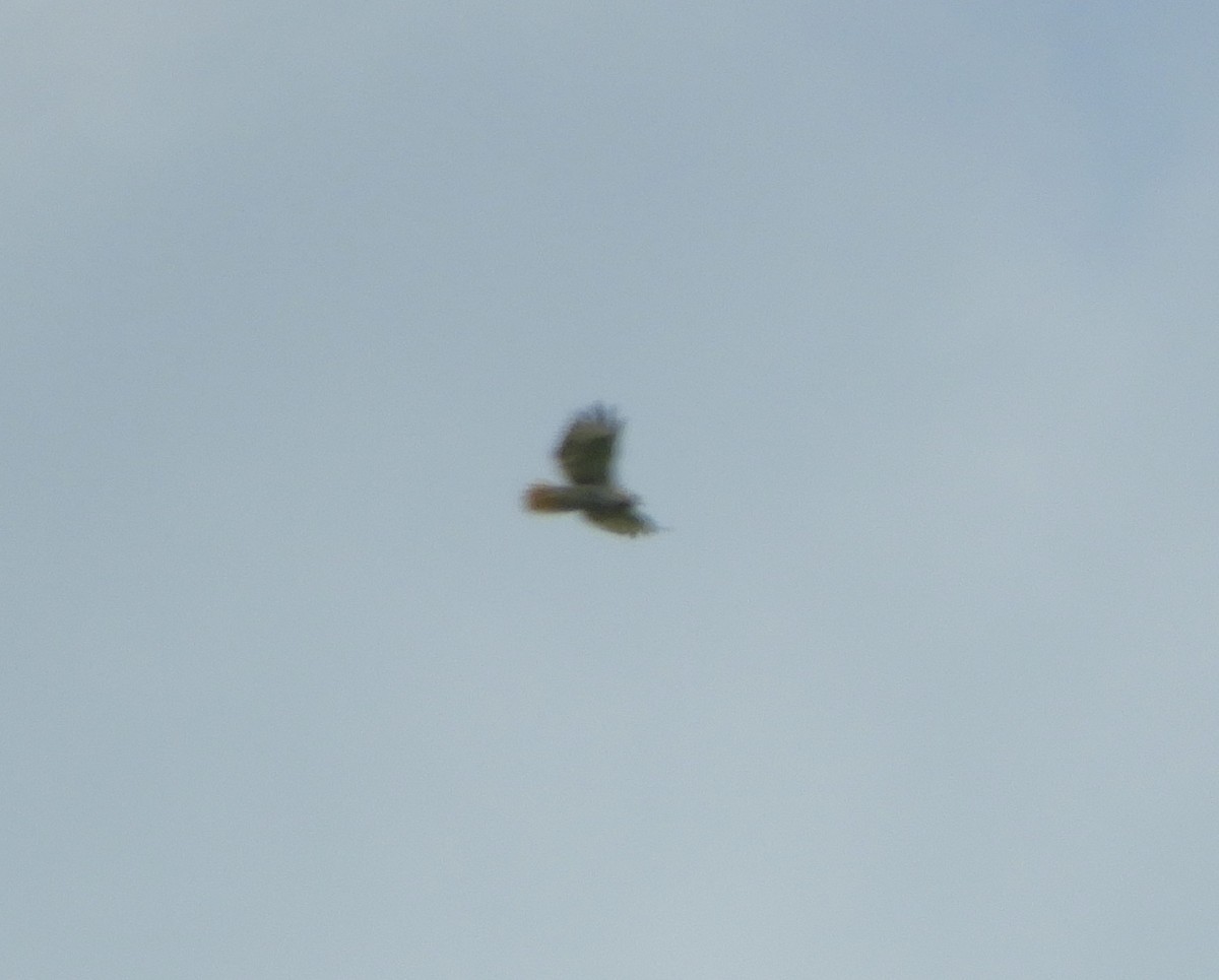 Red-tailed Hawk - ML638729034