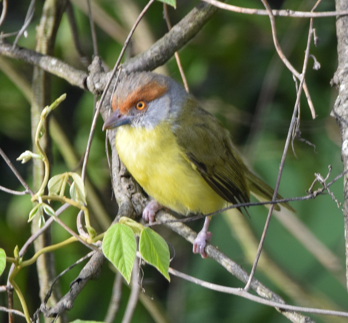 Rufous-browed Peppershrike - ML638729038