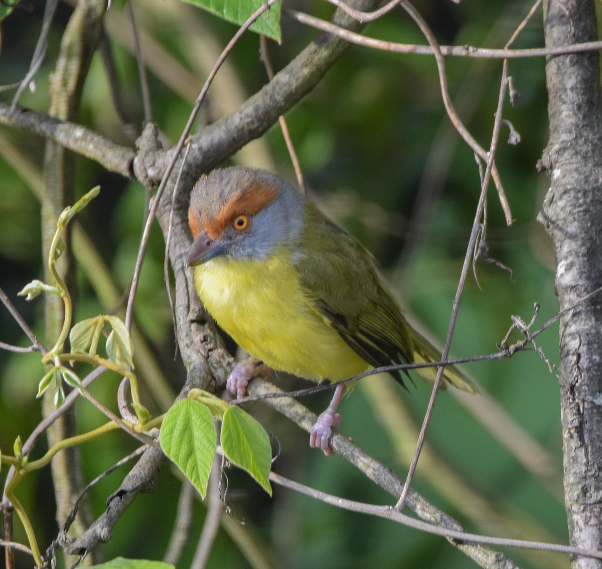Rufous-browed Peppershrike - ML638729040