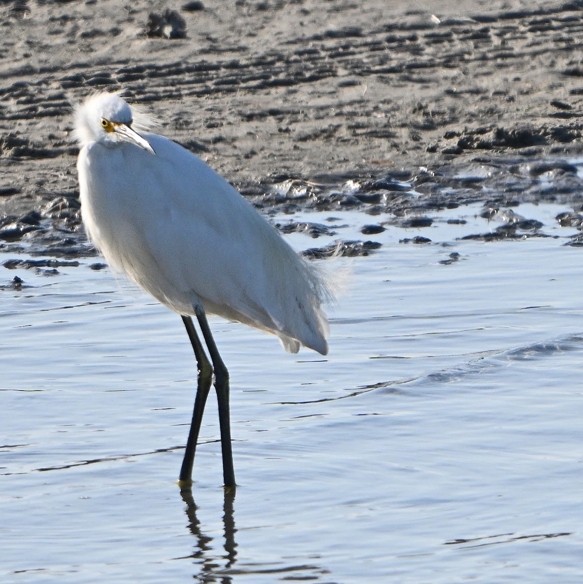 Snowy Egret - ML638729041