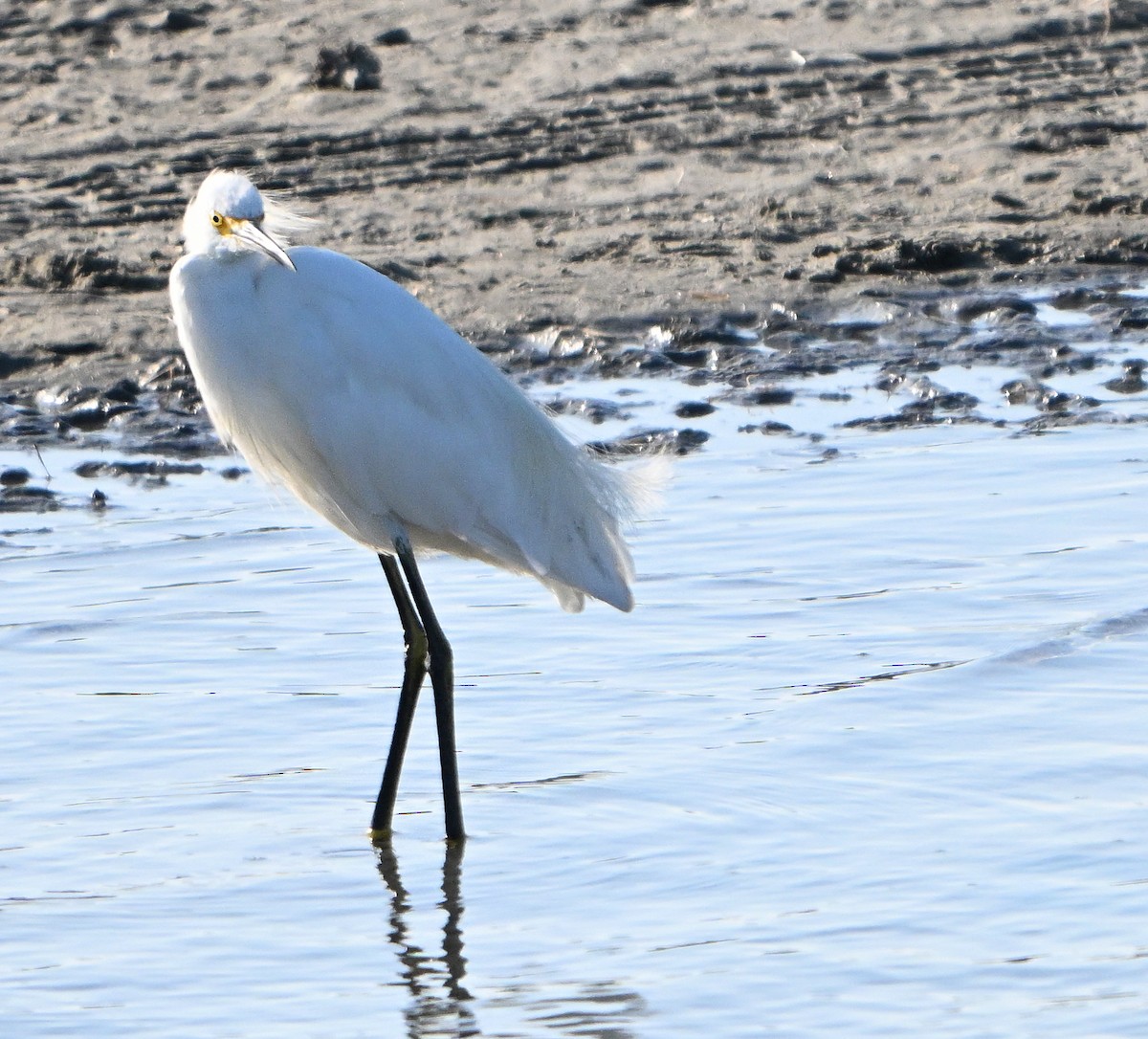 Snowy Egret - ML638729042