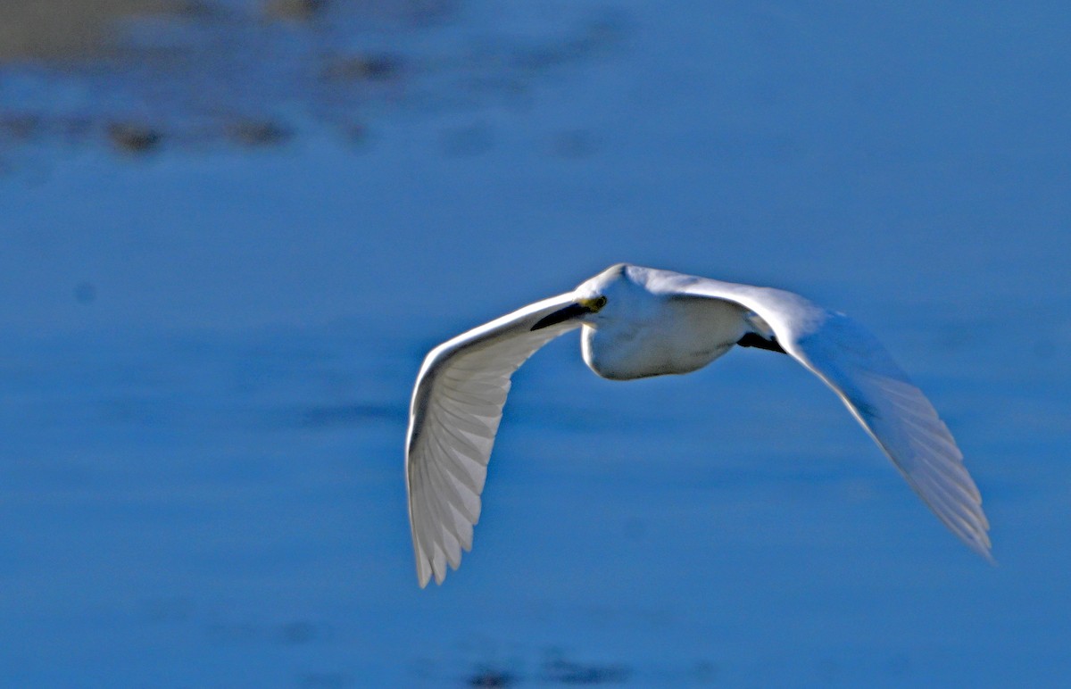 Snowy Egret - ML638729044