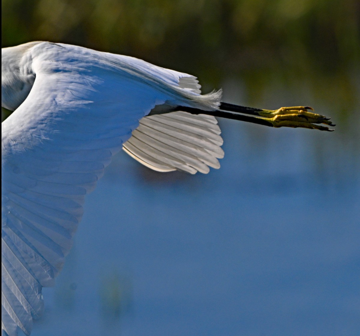 Snowy Egret - ML638729045