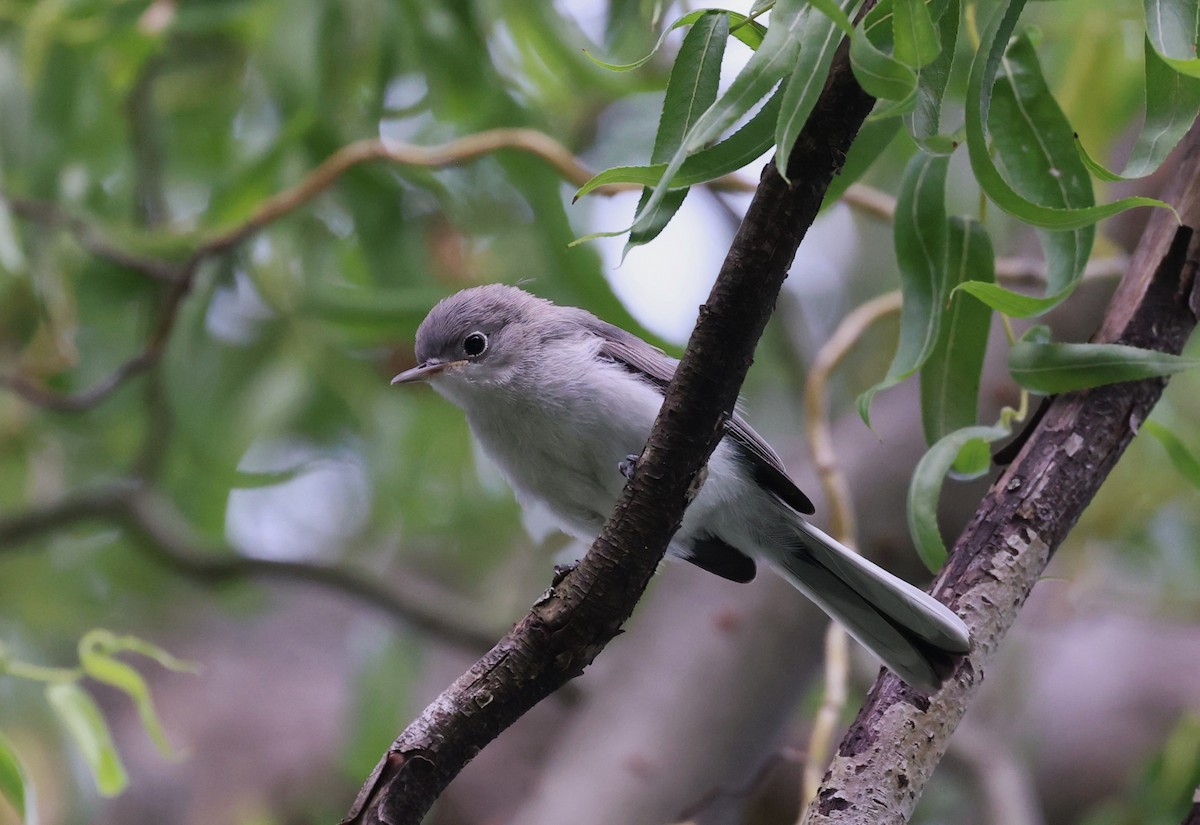 Blue-gray Gnatcatcher - ML638729053