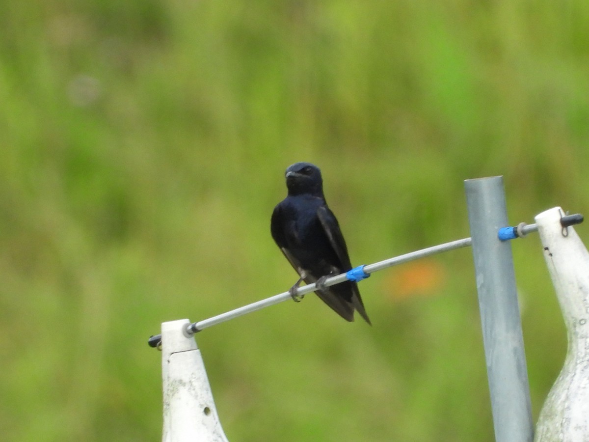 Purple Martin - ML638729060