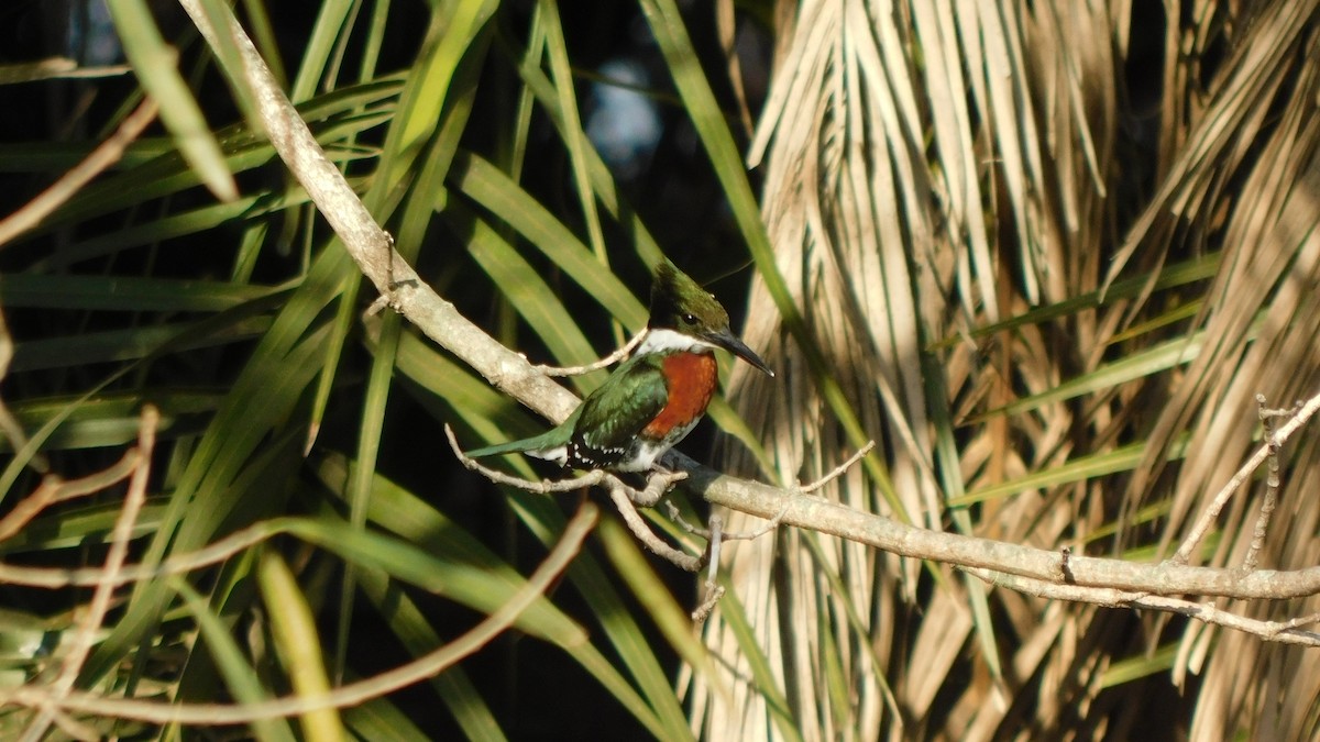 Green Kingfisher - ML638729085