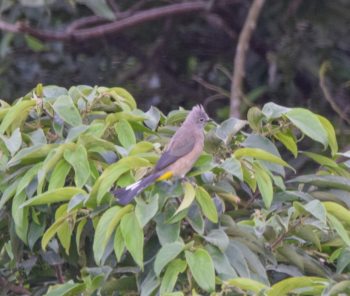 Gray Silky-flycatcher - ML638729096