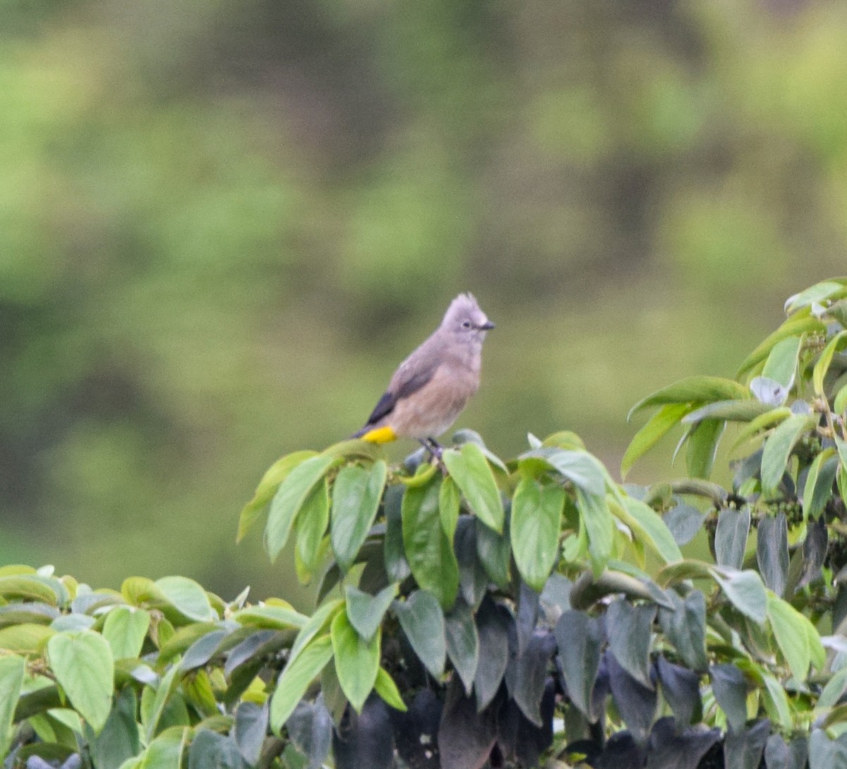 Gray Silky-flycatcher - ML638729097