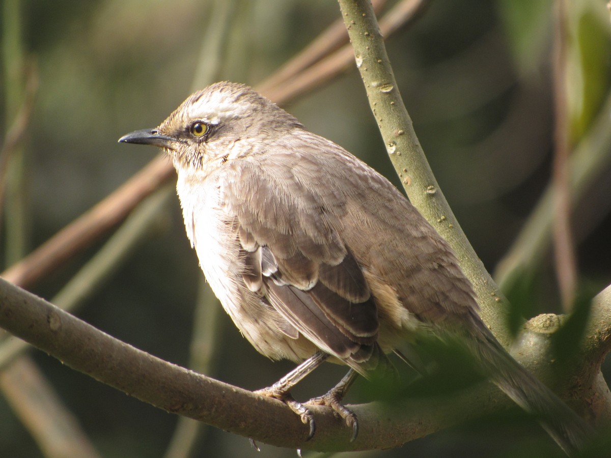 Chalk-browed Mockingbird - ML638729112
