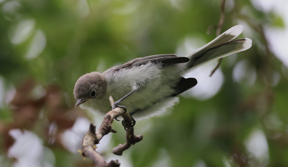 Blue-gray Gnatcatcher - ML638729115