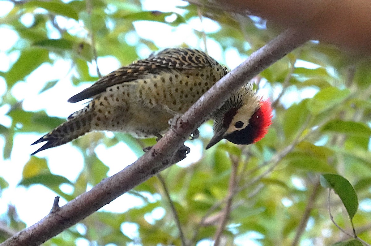 Green-barred Woodpecker - ML638729116
