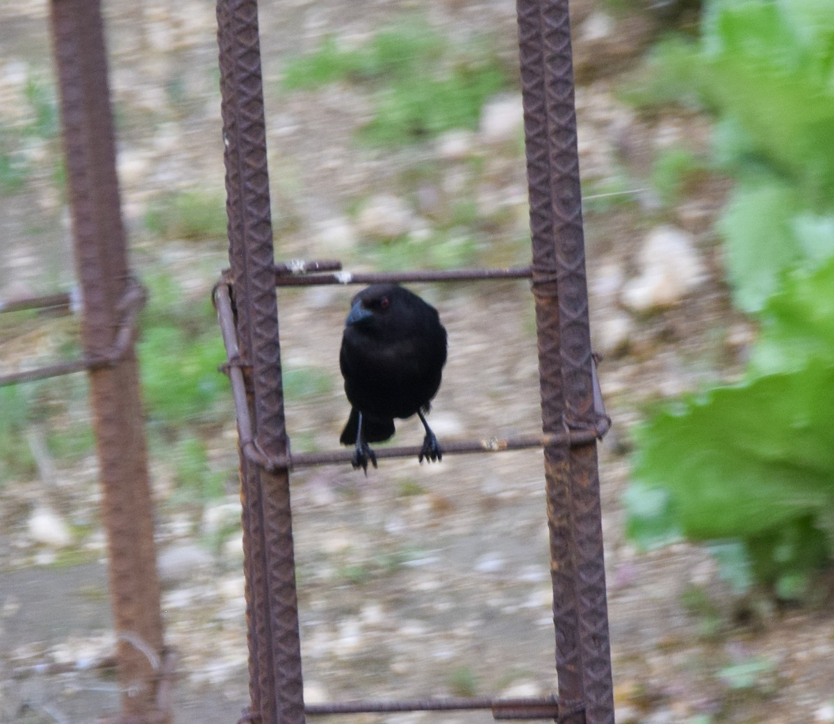 Bronzed Cowbird - ML638729119