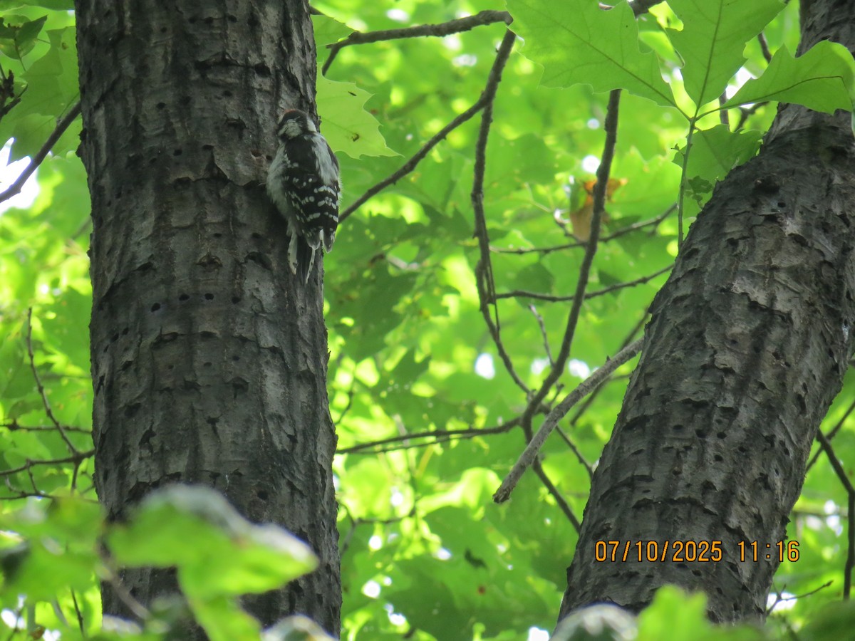 Downy Woodpecker - ML638729124