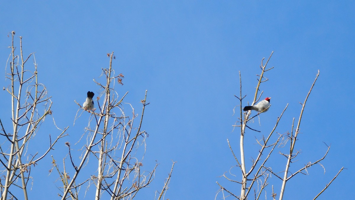 Yellow-billed Cardinal - ML638729127
