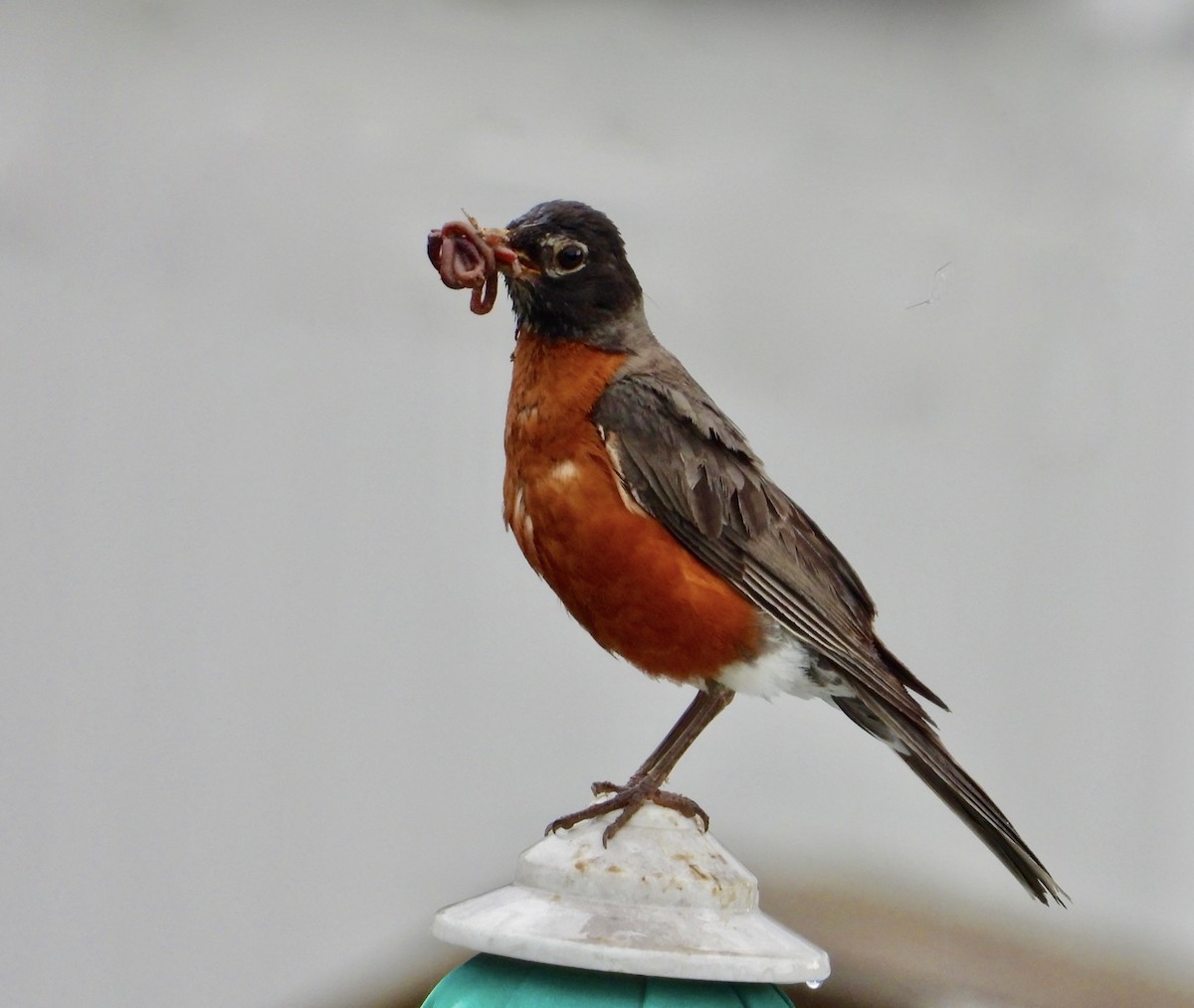 Zozo papargorria - ML638729133