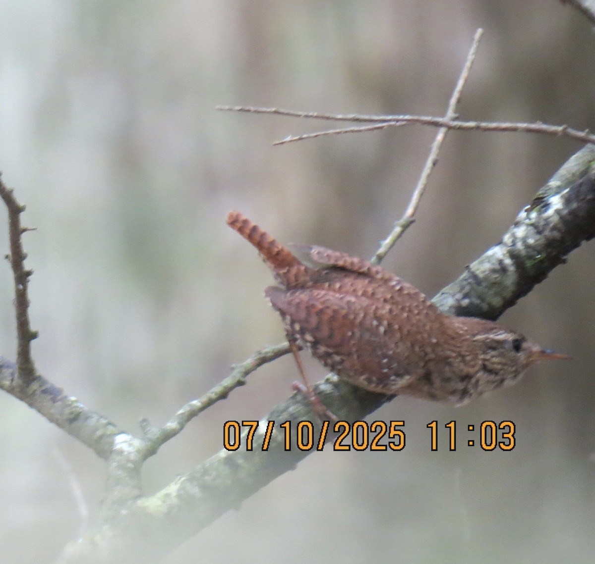 Winter Wren - ML638729149