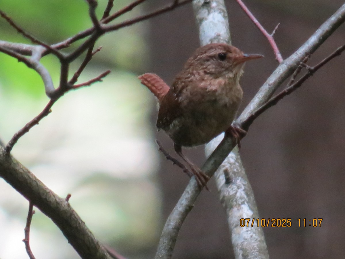 Winter Wren - ML638729151