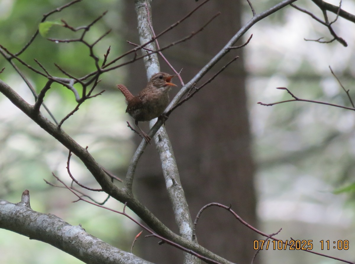 Winter Wren - ML638729152