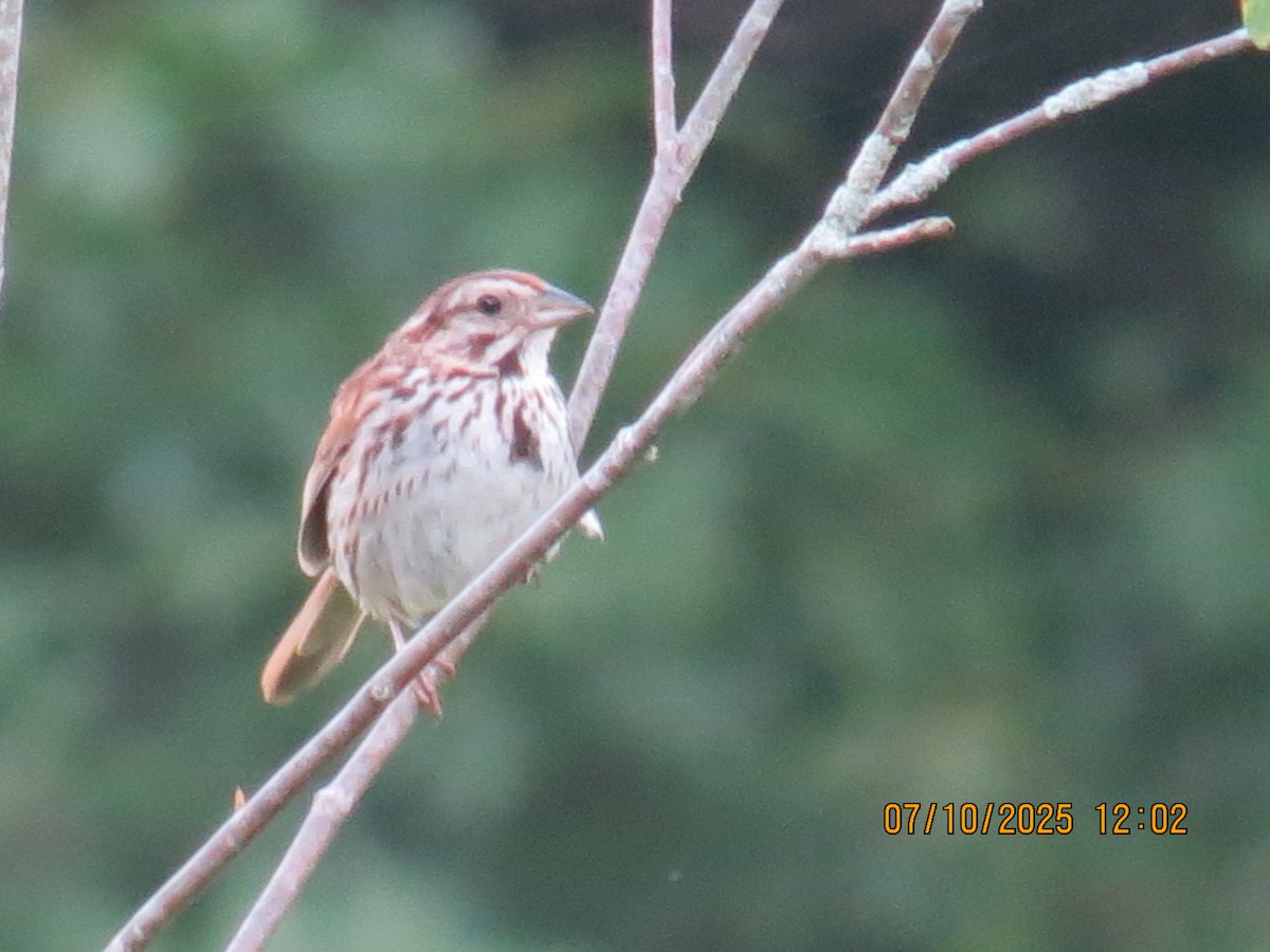 Song Sparrow - ML638729170