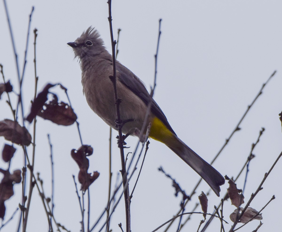 Gray Silky-flycatcher - ML638729171